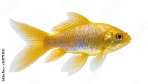 Εκτύπωση καμβά Golden fish with flowing fins and scales