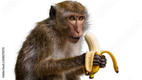 Photography Monkey holding and eating a peeled banana