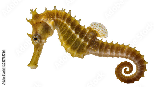 Photos Yellow seahorse with curled tail and fin