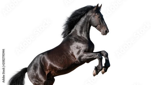 Fotografía Black horse rearing up with mane flowing
