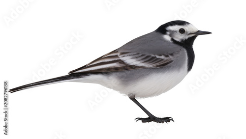 Obraz na plátne White wagtail bird with black and white plumage and long tail