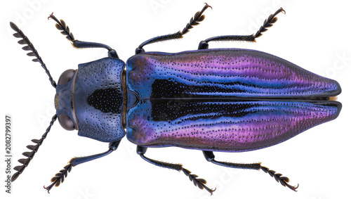 Φωτογραφία Metallic blue and purple iridescent beetle with segmented antennae
