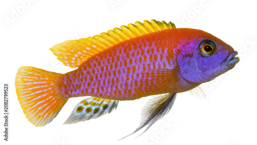 Orange and purple cichlid fish with yellow fins