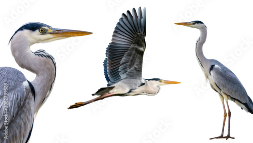 Foto Three Grey Herons one in flight, two standing
