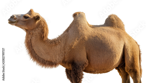 Fotografie Dromedary camel with one hump light brown fur, standing profile view