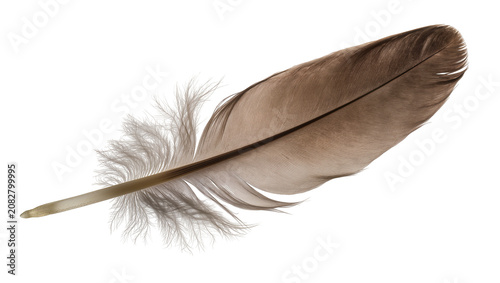 Photos Brown bird feather with fluffy downy barbs