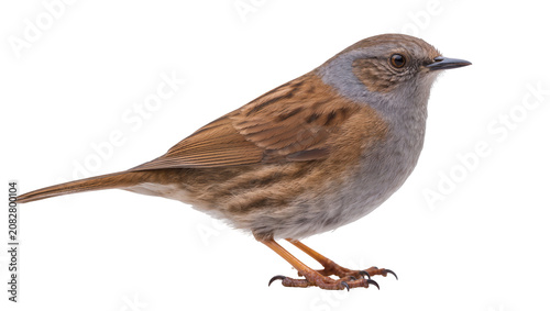 Fotografía Dunnock bird with brown and grey plumage sharp beak, and delicate legs