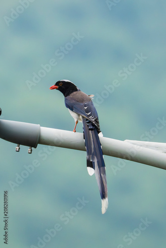 Red-billed Blue Magpi on a utility pole