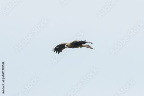 Black Kite in flight