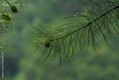 close up of pine needles