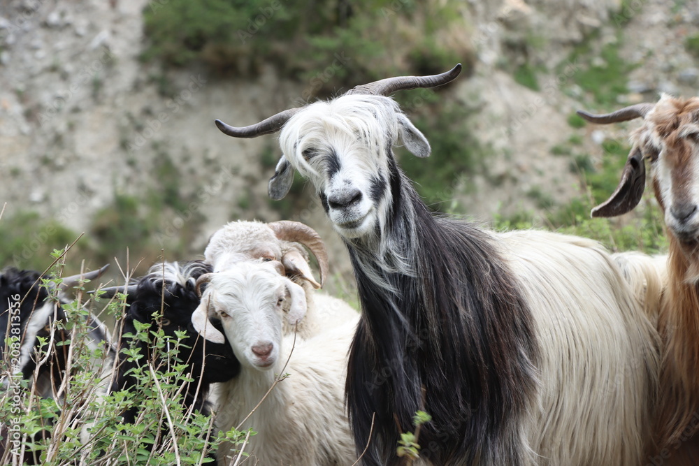 Fototapeta premium goats in the farm