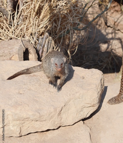 meerkat on the ground