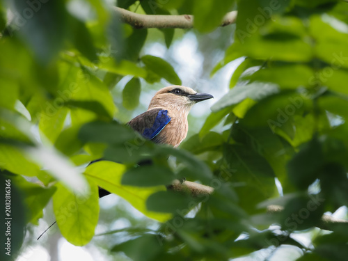 a lovely blue-bellied roller bird with a cream head perched on a brown tree branch, surrounded by bright green foliage, 02 july 2026 Indonesia