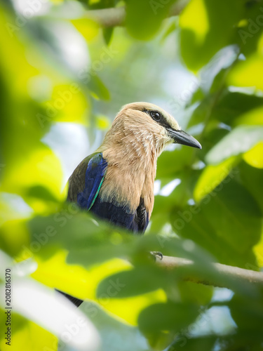a lovely blue-bellied roller bird with a cream head perched on a brown tree branch, surrounded by bright green foliage, 02 july 2026 Indonesia