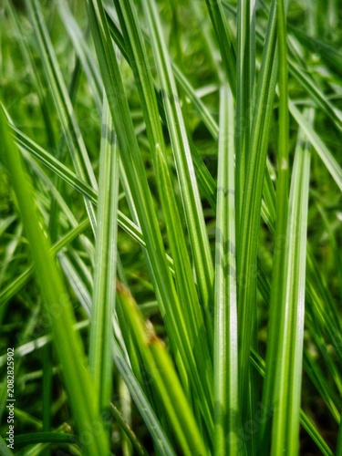 Fotografía Carex oshimensis, the Japanese sedge grass, arching variegated leaves, Cyperus g