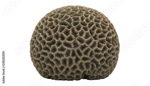 Brown Boulder Coral Isolated on transparent Background PNG 