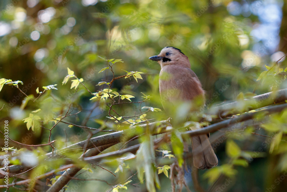 Fototapeta premium Bird perches calmly on tangled tree branches