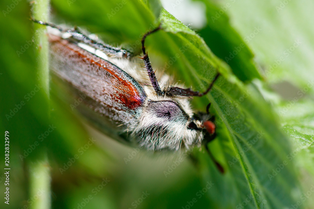 Fototapeta premium Close-up of a beetle on green leaf