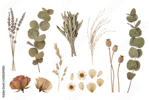 Collection of Dried Botanical Elements Including Eucalyptus, Lavender, and Seed Pods for Crafting and Decoration.