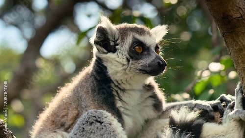 Ring-tailed lemur sitting on a branch in the jungle