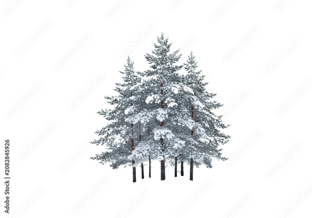 Fototapeta premium Stylized cluster of scots pine and norway spruce trees heavily laden with pristine snow and rime ice, high-key studio photo emphasizing negative space, concept of isolated winter serenity