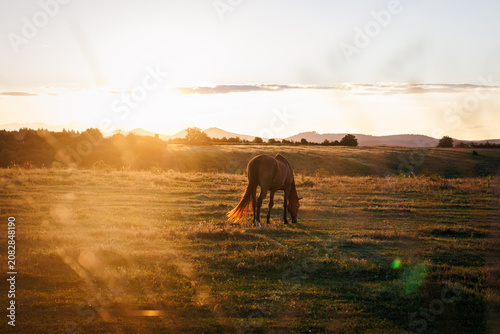 Horse grazing grass on pasture during summer sunset. Rural scenery and tranquility landscape