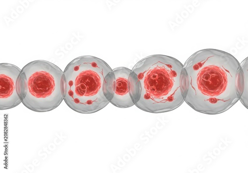 Microscopic view of developing cells with red nuclei