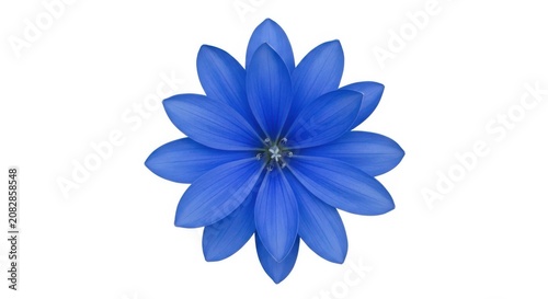 Blue Flower With Eight Petals On A White Background