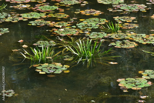 Water lily pads on the surface of the pond in the summer