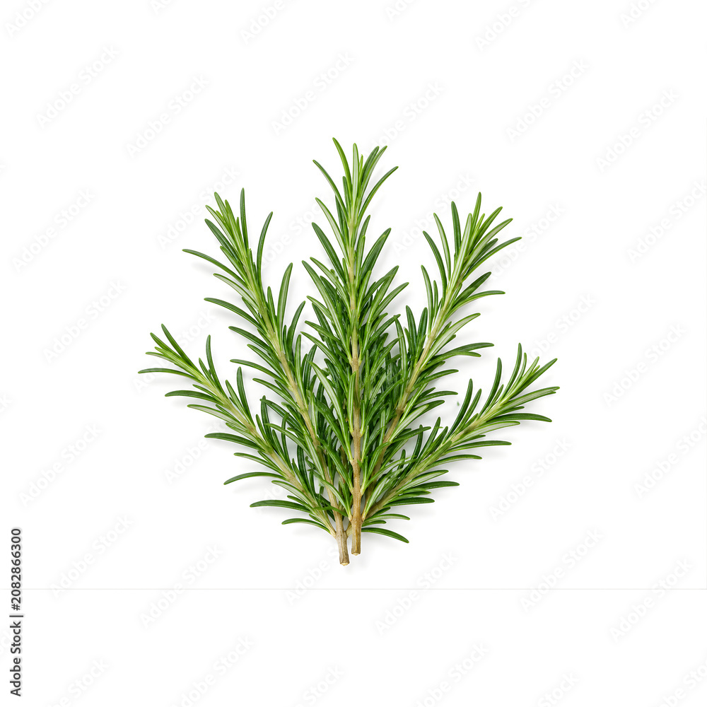 Fototapeta premium Fresh Rosemary Sprigs Isolated on White Background