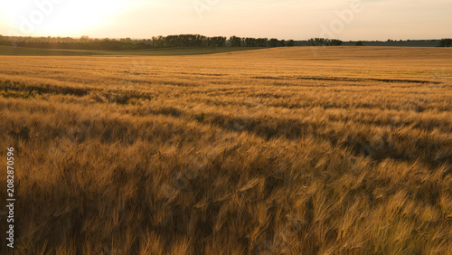Golden barley ears illuminated by warm evening sunlight. Detailed agricultural scene representing harvest season and rural summer landscapes.