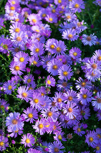 Floral background with flowering violet-blue bushy asters close up, aster flowers close up with dew drops blooming in early morning, violet blue asters blooming in garden in autumn time 