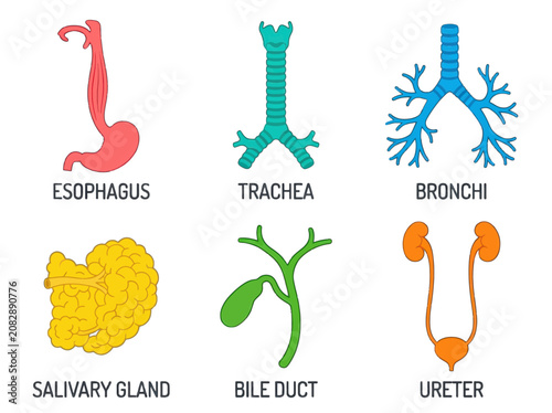 Educational human anatomy icons set showing esophagus trachea bronchi salivary gland bile duct and ureter organs isolated on a clean white background design