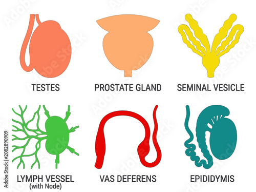 Educational medical illustration featuring labeled human male reproductive system anatomy icons