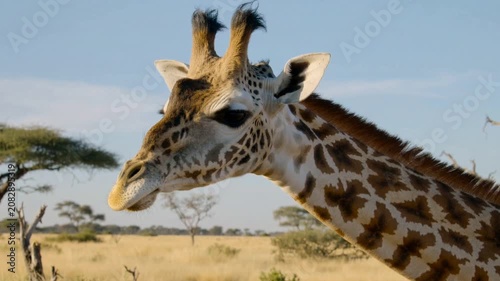 Close up of a giraffe's head and neck against a blue sky