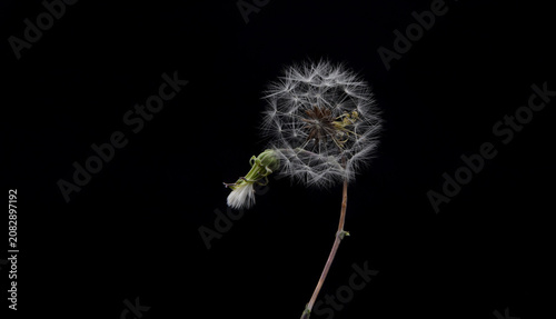 Delicate dandelion seed head captured in close-up macro against a black background, highlighting fragile white seeds, thin stem and natural details that evoke simplicity, transience and quiet beauty.