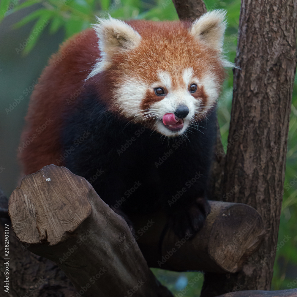 Obraz premium Red panda