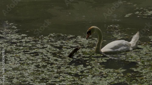 Mute Swan Foraging in Pond. A static, real-time 4K video showing a white mute swan (latin name Cygnus olor) foraging and eating submerged aquatic vegetation in a pond covered with green duckweed. 