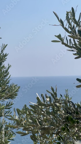 Olive tree with green olives in front of Mediterranean Sea	
