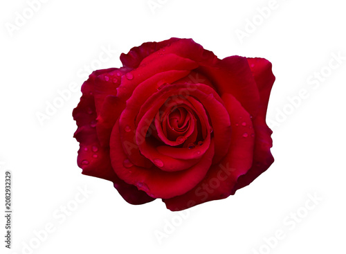 Single red rose flower head isolated on transparent background