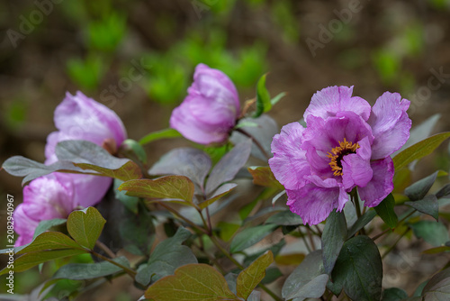 Like a delicate watercolor painted by spring, the blossoms of Paeonia qiui unfold in quiet elegance. Blooming Paeonia qiui tree peony with elegant lavender-pink petals in a spring botanical garden. 