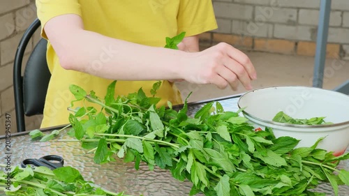Herb preparation scene. An unrecognizable woman plucks leaves from a freshly picked organic mint to dry them for tea. Homemade tea preparation.