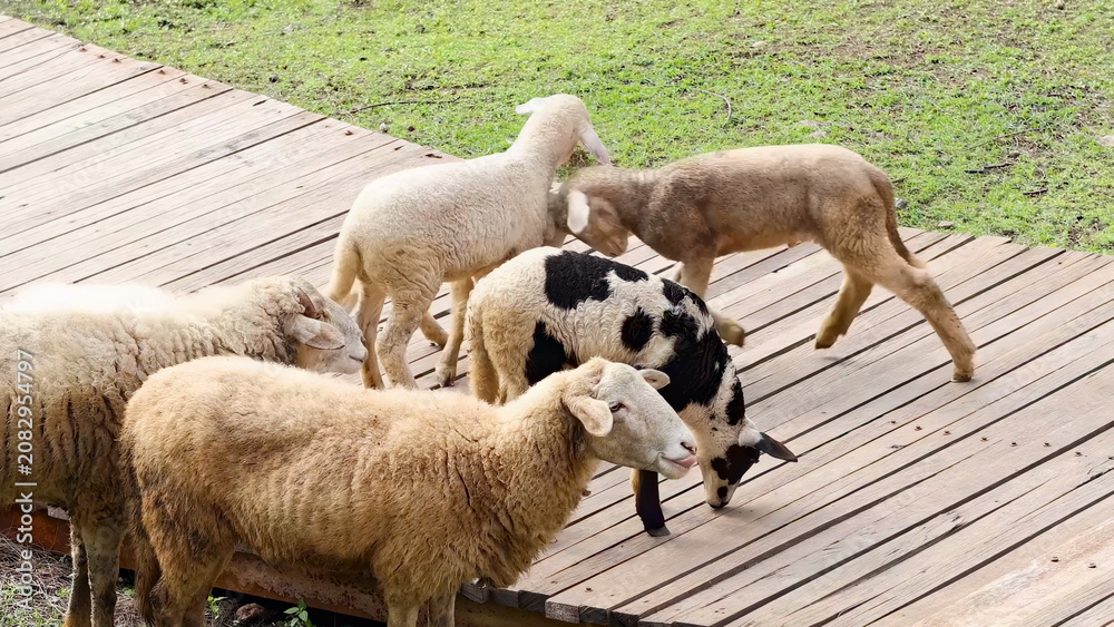 Fototapeta premium Flock of Sheep Walking Across a Wooden Pathway in Byron Bay