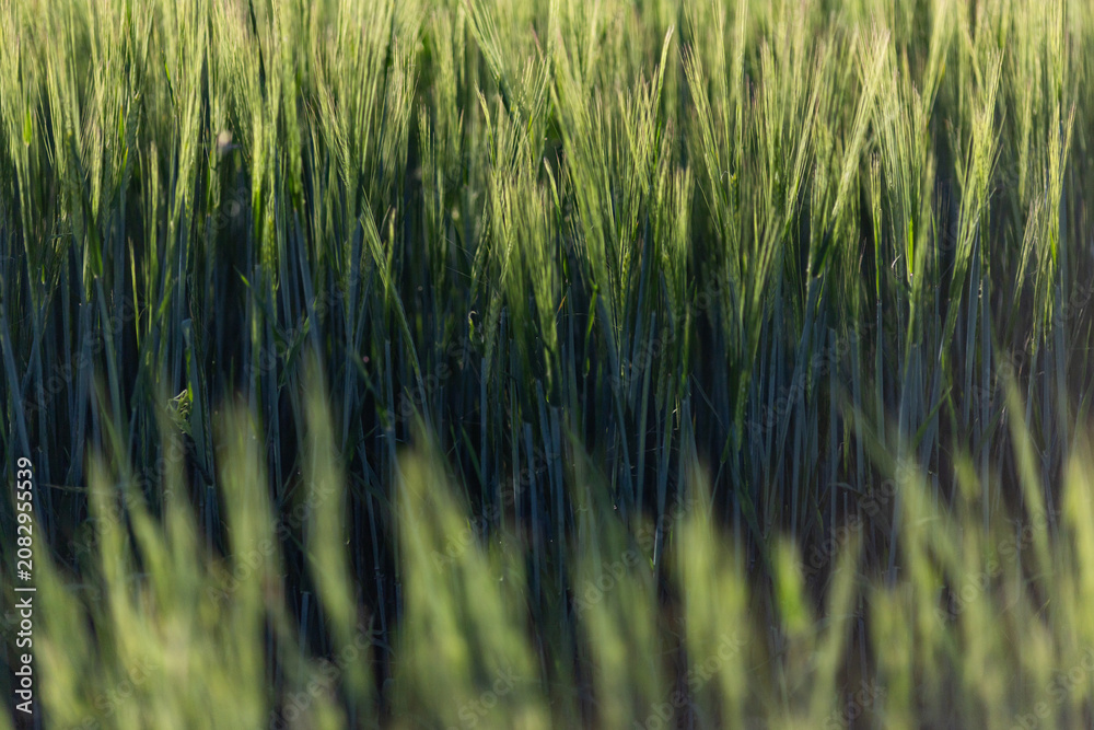 Obraz premium abstract background of green wheat