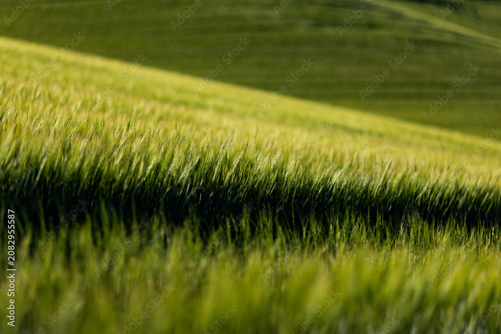 Obraz premium abstract background of green wheat