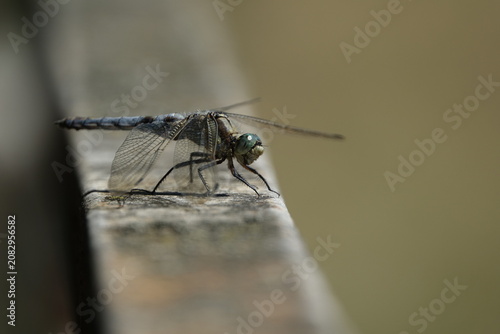 the male black tailed skimmer dragonfly (Orthetrum cancellatum)