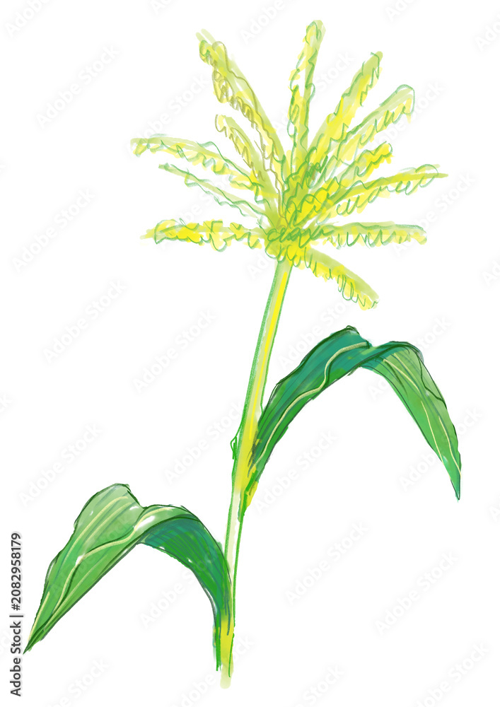 Obraz premium 咲き誇るトウモロコシの花の手描きの水彩イラスト