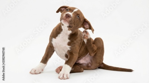 Adorable Brown and White Puppy Scratching Itself on a White Background, Cute Dog.
