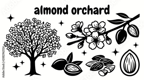 Tableau sur toile ripe almonds growing in a productive orchard with healthy almond trees fertile a