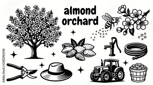 Foto ripe almonds growing in a productive orchard with healthy almond trees fertile a